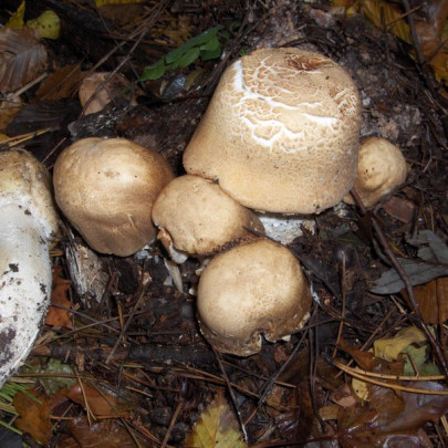 Agaricus augustus /&nbsp;Agaric majestueux, Agaric imp&eacute;rial