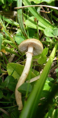 Agrocybe praecox