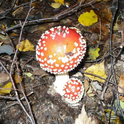 Amanita muscaria /&nbsp;Amanite tue-mouches, Fausse oronge