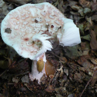 Amanita rubescens / Amanite rougissante, Amanite vineuse, Golmotte