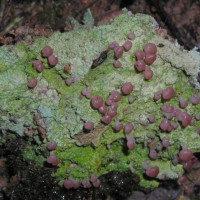 Hortiboletus rubellus /&nbsp;Bolet framboise