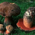 Neoboletus erythropus /&nbsp;Bolet &agrave; pied rouge