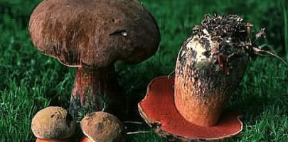 Neoboletus erythropus /&nbsp;Bolet &agrave; pied rouge