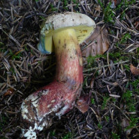 Caloboletus calopus /&nbsp;Bolet beau pied