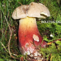 Caloboletus calopus /&nbsp;Bolet beau pied