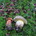Neoboletus erythropus /&nbsp;Bolet &agrave; pied rouge