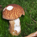 Boletus Pinophilus / C&egrave;pe des pins