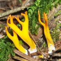 Calocera Viscosa /&nbsp;Caloc&egrave;re visqueuse