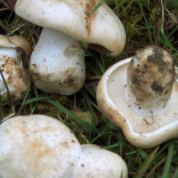 Calocybe Gambosa /&nbsp;Tricholome de la Saint-Georges, Mousseron vrai