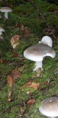 Clitocybe Nebularis /&nbsp;Clitocybe n&eacute;buleux
