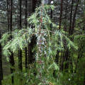 Juniperus Communis