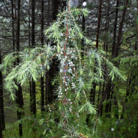Juniperus Communis