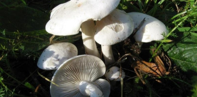 Leucocybe connata /&nbsp;Tricholome conn&eacute; - Clitocybe en touffes