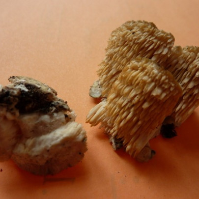 Spongipellis Pachyodon