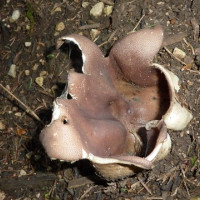 Sarcosphaera Coronaria /&nbsp;P&eacute;zize &eacute;toil&eacute;e