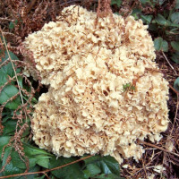 Sparassis Crispa /&nbsp;Clavaire cr&eacute;pue - Chou-fleur