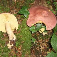 Tricholomopis Rutilans /&nbsp;Tricholome rutilant