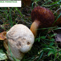 Pseudoboletus parasticus /&nbsp;Bolet parasite
