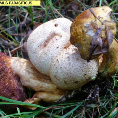 Pseudoboletus parasticus /&nbsp;Bolet parasite